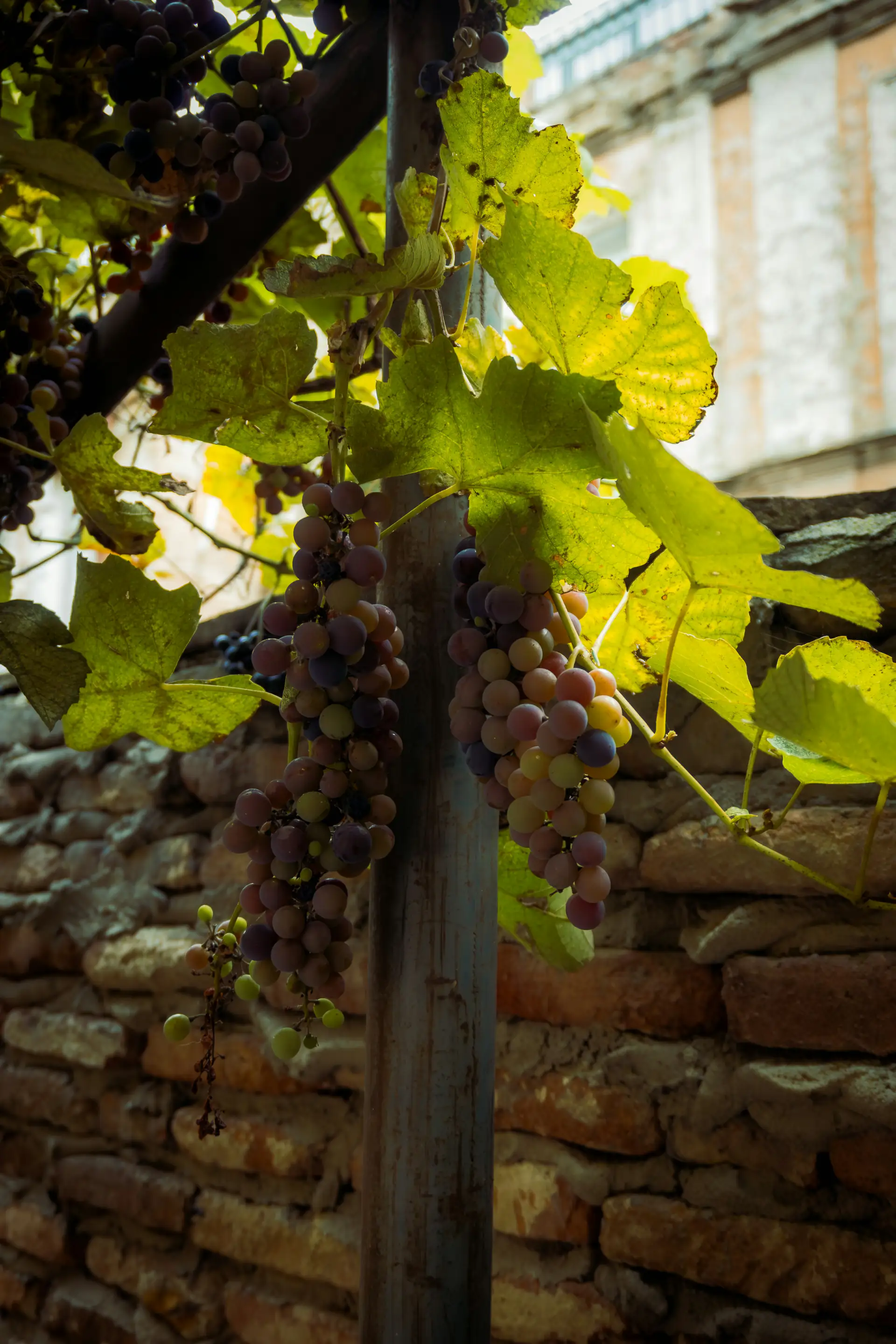 Ripening grapes on the vine in a Georgian vineyard